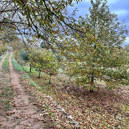 Il Trullo E Il Fortino ألبيروبيللو المظهر الخارجي الصورة