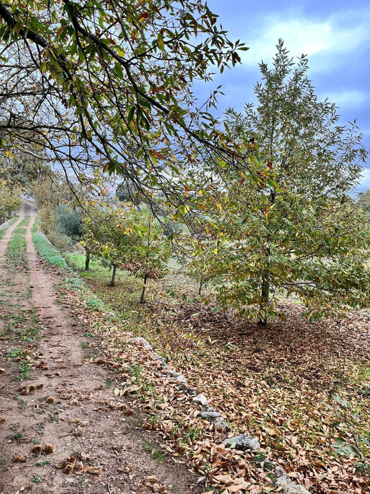 Il Trullo E Il Fortino ألبيروبيللو المظهر الخارجي الصورة