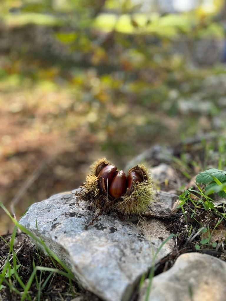 Il Trullo E Il Fortino ألبيروبيللو المظهر الخارجي الصورة