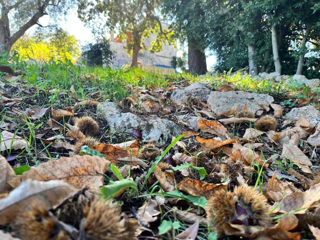 Il Trullo E Il Fortino ألبيروبيللو المظهر الخارجي الصورة